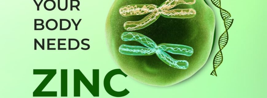 Zinc The Trace Mineral That Quietly Supports Everyday Health Zinc The Trace Mineral That Quietly Supports Everyday Health